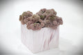 Purple Puff